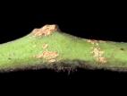 Tomate - Chancre bactérien (Clavibacter michiganensis subsp. michiganensis)