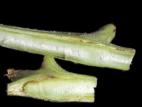 Tomate - Chancre bactérien (Clavibacter michiganensis subsp. michiganensis)