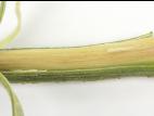 Tomate - Chancre bactérien (Clavibacter michiganensis subsp. michiganensis)