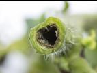 Tomate - Moelle noire (Pseudomonas corrugata)