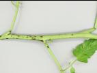 Tomate - Moucheture bactérienne (Pseudomonas syringae pv. tomato)