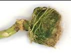 Tomate - Tumeur du collet (Agrobacterium tumefaciens)