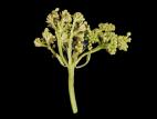 Viornes - Tache bactérienne (Pseudomonas syringae)