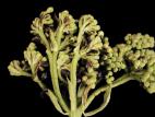 Viornes - Tache bactérienne (Pseudomonas syringae)