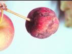 Pomme - Brûlure bactérienne (Erwinia amylovora)