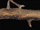 Pomme - Brûlure bactérienne (Erwinia amylovora)