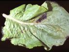 Laitues - Tache bactérienne (Xanthomonas axonopodis pv. vitians)