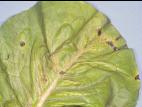 Laitues - Tache bactérienne (Xanthomonas axonopodis pv. vitians)
