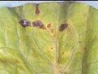 Laitues - Tache bactérienne (Xanthomonas axonopodis pv. vitians)