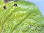 Laitues - Tache bactérienne (Xanthomonas axonopodis pv. vitians)