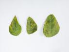 Haricot - Graisse bactérienne (Pseudomonas syringae pv. syringae)_6
