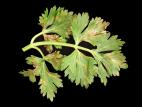 Céleri - Tache bactérienne (Pseudomonas syringae)