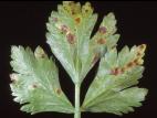 Céleri - Tache bactérienne (Pseudomonas syringae)