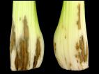 Céleri - Maladie du pétiole brun (Pseudomonas cichorii)