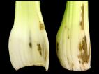 Céleri - Maladie du pétiole brun (Pseudomonas cichorii)