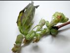 Camerise - Coulure bactérienne (Pseudomonas syringae pv. syringae)