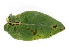 Camerise - Coulure bactérienne (Pseudomonas syringae pv. syringae)