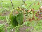 Cerise - Coulure bactérienne (Pseudomonas syringae pv. syringae)