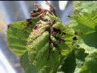 Noisetier - Brûlure bactérienne (Xanthomonas arboricola pv. corylina)