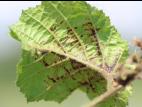 Noisetier - Brûlure bactérienne (Xanthomonas arboricola pv. corylina)