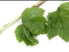 Cassis - Tache angulaire (Pseudomonas syringae pv. syringae)