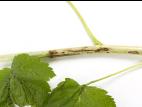 Cassis - Tache angulaire (Pseudomonas syringae pv. syringae)