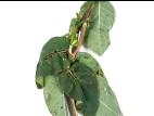 Camerise - Coulure bactérienne (Pseudomonas syringae pv. syringae)