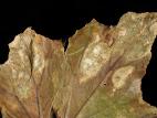 Bégonias - Nématode foliaire (Aphelenchoides sp.)
