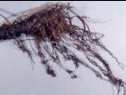 Bégonias - Nématode cécidogène (Meloidogyne sp.)