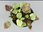 Brunnère à grandes feuilles - Nématode foliaire (Aphelenchoides sp.)