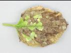 Brunnère à grandes feuilles - Nématode foliaire (Aphelenchoides sp.)