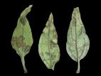 Échinacées - Nématode foliaire (Aphelenchoides sp.)