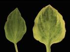 Hostas - Virus X du hosta (HVX)