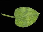 Hostas - Virus X du hosta (HVX)