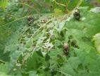 Scarabée japonais (Popillia japonica)_1