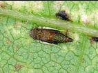 Erythroneura vulnerata_1