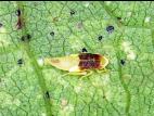 Cicadelle de la vigne (Erythroneura vitis)_1