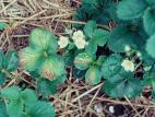 Fraise - terbacil (5)_5