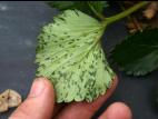 Fraise - Tache angulaire (Xanthomonas fragariae)