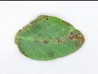 Soya - Brûlure bactérienne (Pseudomonas syringae pv. glycinea)