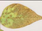 Soya - Pustule bactérienne (Xanthomonas axonopodis pv. glycines)