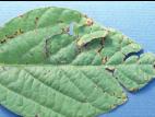 Soya - Brûlure bactérienne (Pseudomonas syringae pv. glycinea)