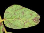Soya - Pustule bactérienne (Xanthomonas axonopodis pv. glycines)