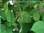 Framboise - Brûlure bactérienne (Erwinia amylovora)