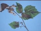 Framboise - Brûlure bactérienne (Erwinia amylovora)