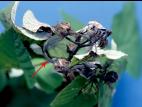 Framboise - Brûlure bactérienne (Erwinia amylovora)