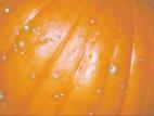Citrouille - Tache bactérienne (Xanthomonas cucurbitae)