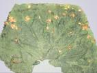 Concombre - Tache angulaire (Pseudomonas syringae pv. lachrymans)