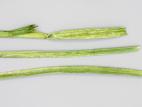 Ail - Tache bactérienne (Pseudomonas syringae)