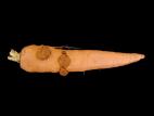 Carotte - Tumeur du collet (Agrobacterium tumefaciens)